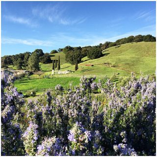 Pure Bliss In California Wine Country