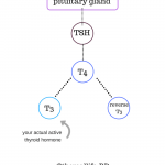 How Dieting Affects Your Thyroid