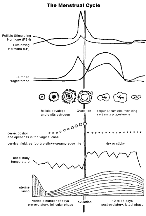 menstrual cycle