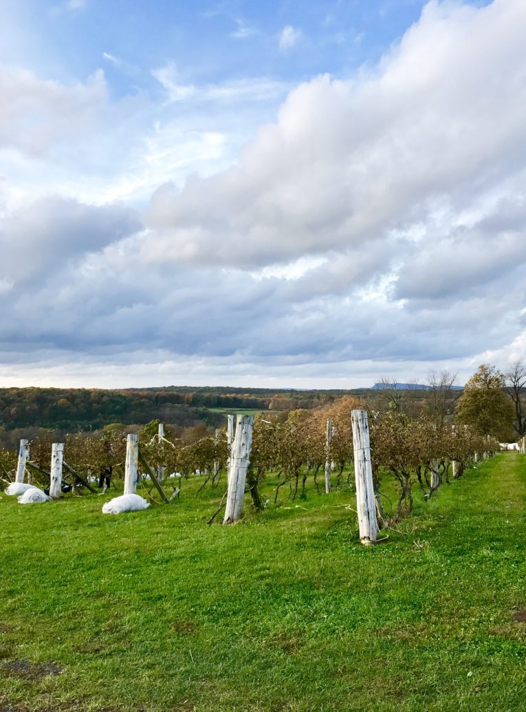 Gouveia vineyards.