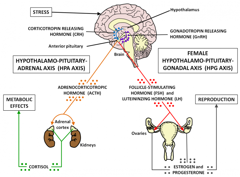 HPA HPG axis