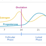 What Affects Ovulation and Makes My Menstrual Cycle Longer