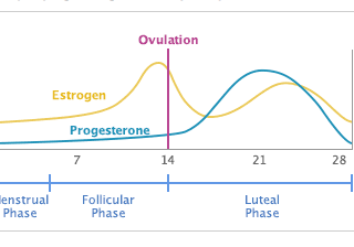 What Affects Ovulation and Makes My Menstrual Cycle Longer