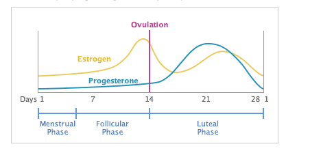 What Affects Ovulation and Makes My Menstrual Cycle Longer